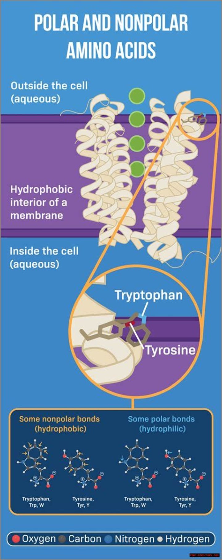 Understanding Polar Amino Acids: The Building Blocks Of Life